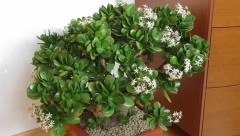 DA VAM UMESTO PARA NE BI DONOSILA BRIGE Krasulu držite samo na ovom mestu u kući i uvek ćete imati novac