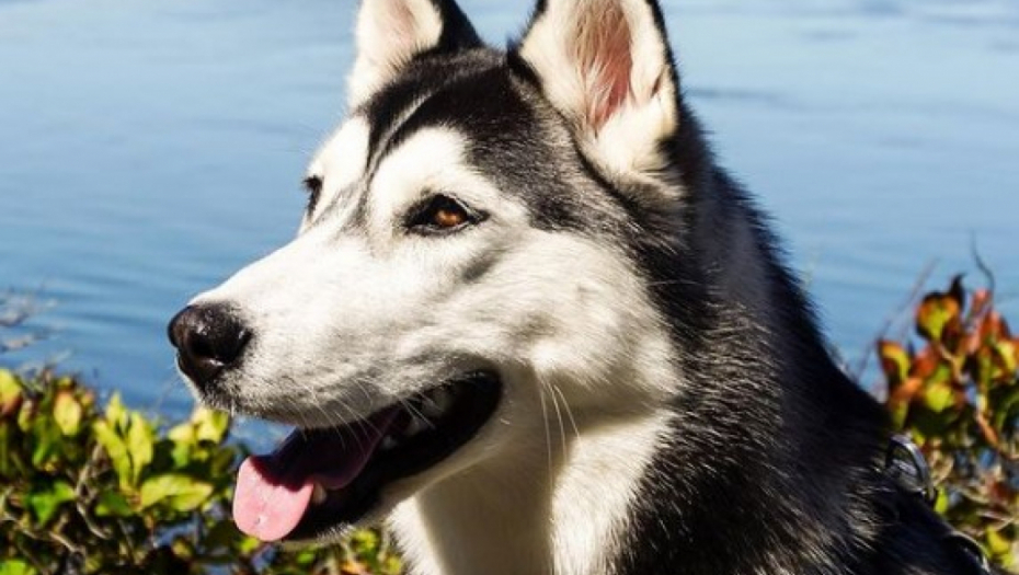 OBOŽAVAJU DECU: 4 najdruželjubivije rase pasa, 1 ćete posebno obožavati
