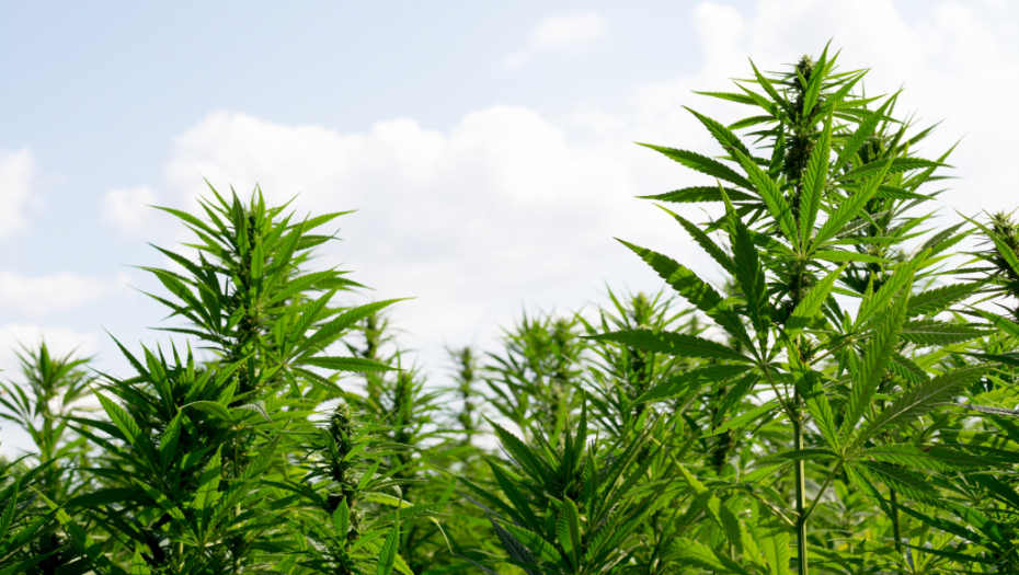 GAJIO I PRODAVAO KANABIS Uhapšen dok je zalivao zasad!