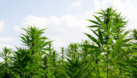 CRNOGORCI SE LATILI MOTIKE Sve više otkrivenih plantaža marihuane