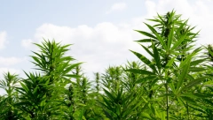 TONA "TRAVE" STIŽE U APOTEKE Nemačko preduzeće obavilo prvu ikada žetvu legalnog kanabisa!