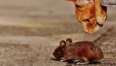 JASNI ZNAKOVI DA SU VAM MIŠEVI U KUĆI Upadljivi su ali ih često zanemajujemo jer ne obraćamo dovoljno pažnju