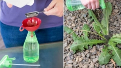 Ne trebaju vam skupi i otrovni preparati: Korova u bašti možete se rešiti sa belim sirćetom