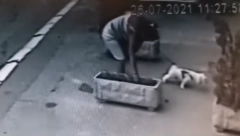 NEVEROVATNA SCENA U BEOGRADU Žena šetala psa, a onda zastala da se posluži, komšije besne