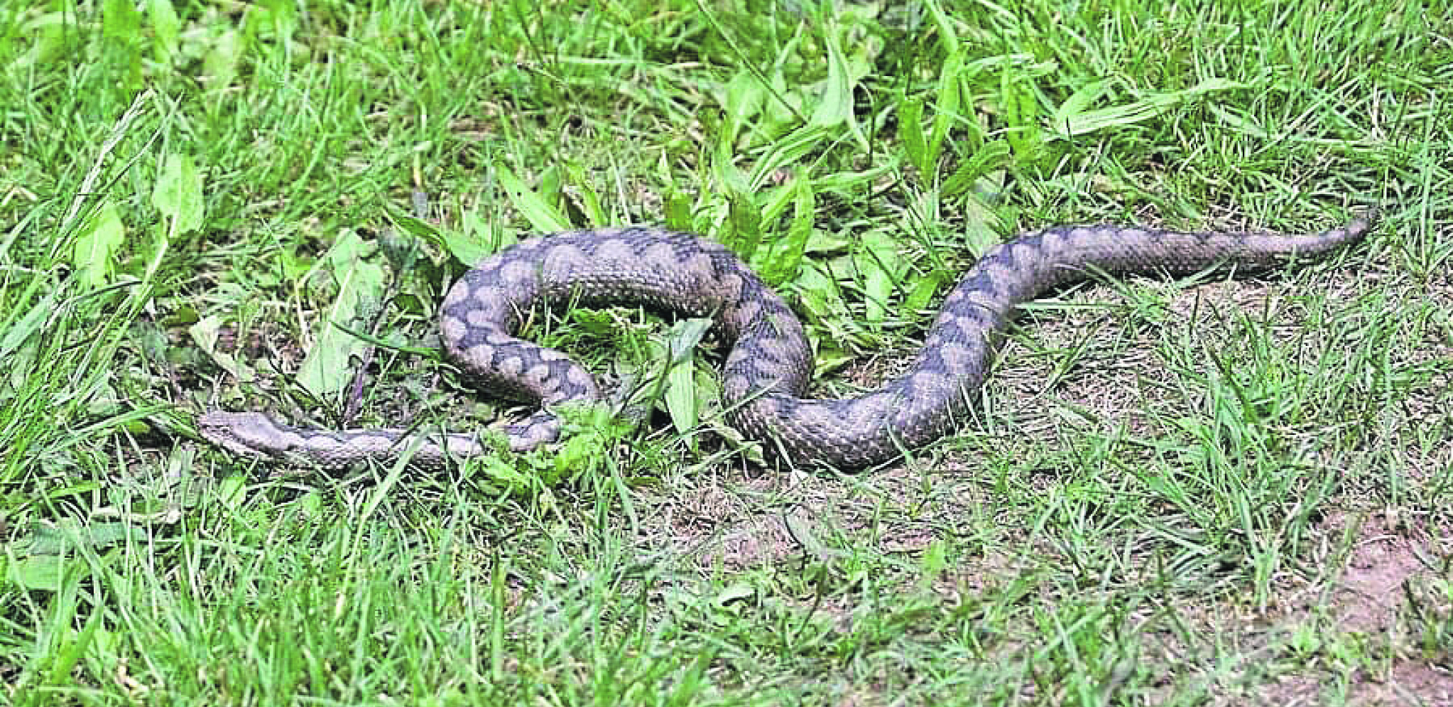 TAMARA (6) PREMINULA U MUKAMA Otrovna zmija bila u wc šolji, roditelji zatekli potresan prizor