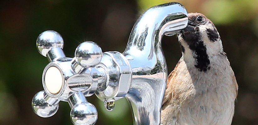 BEZ VODE NA VOŽDOVCU SUTRA Suve česme u ulici Vojvode Stepe