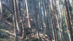 STABLA ENDEMSKE VRSTE IZGORELA Pančićeva omorika u velikoj opasnosti (FOTO)