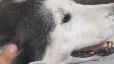 TUGA! Ženka haskija Miša dan pre smrti uradila nešto što je mnogima slomilo srce (VIDEO)