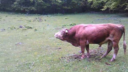 UŽAS U IVANJICI! GROM USMRTIO DVE KRAVE I BIKA Gazda Milo očajan zbog velike štete (FOTO)