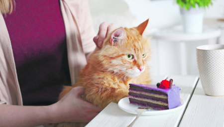 MAČKA IZ VISOKOG DRUŠTVA Kafići gde vam se mace motaju oko nogu, postali su hit u svetu