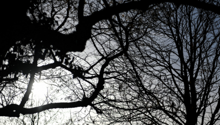 GLADNE ZVERI KRENULE U POHOD! Preskočile bodljikavu žicu, pa napravile haos u ovom mestu u Srbiji (FOTO)