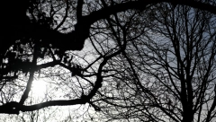 ODNELI BI VAM DRVO IZ DVORIŠTA Šumokradice zadale koban udarac ekologiji: Šteta premašuje 250 miliona evra!