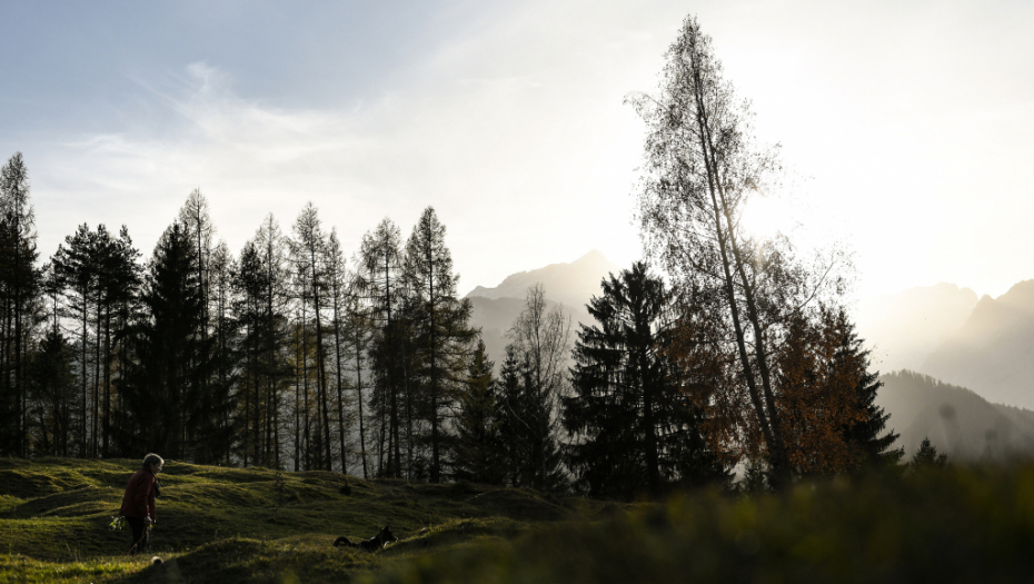 POGLEDAJTE KAKO JE OVA ZVER UKRALA BOMBONE IZ AUTOMOBILA Spretno kao čovek otvorio vrata kamiona i ušao u kabinu (VIDEO)
