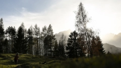 VEROVANJA PREDAKA Ko bi odsekao ovu biljku razboleo se ili bi naprasno umro