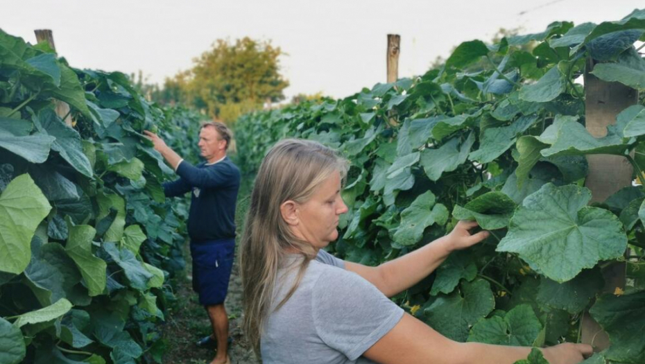 KRASTAVCI ĆE RASTI KAO IZ VODE Odmah ih zalijte i duplirajte prinos