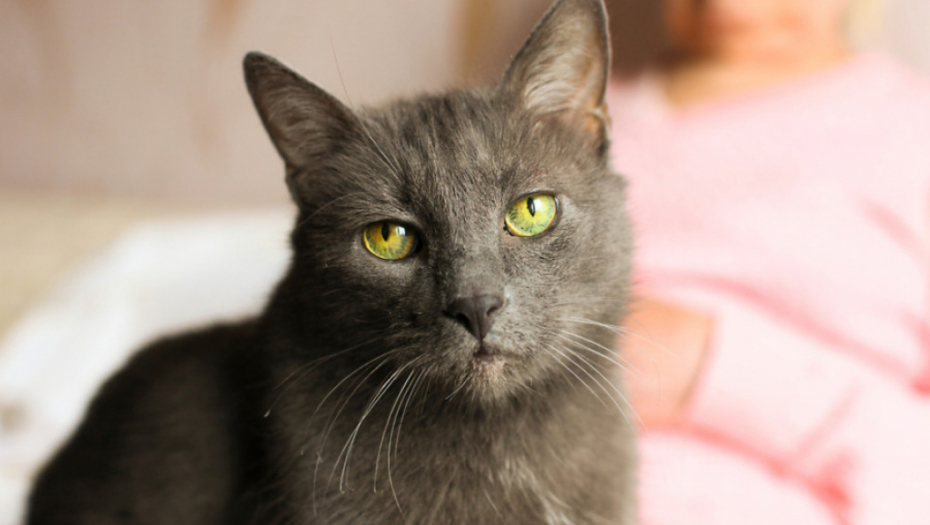 Ako imate mačku, obratite pažnju na njeno ponašanje: Može otkriti da li u vašem domu vlada negativna energija