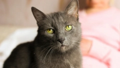 VEOMA OPASNO ZA ČOVEKA: Evo šta vam se sve može desiti ako dugo zurite u mačje oči!