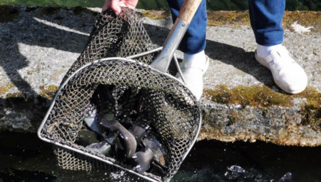 VOJVODINA BIĆE SVE LEPŠA Za obnovu ribnjaka pokrajinska vlada izdvojila 20 miliona dinara