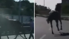 ŠOK SCENA U BEOGRADU Rasni KONJ pobegao sa Hipodroma, galopirao mostom na Adi(VIDEO)