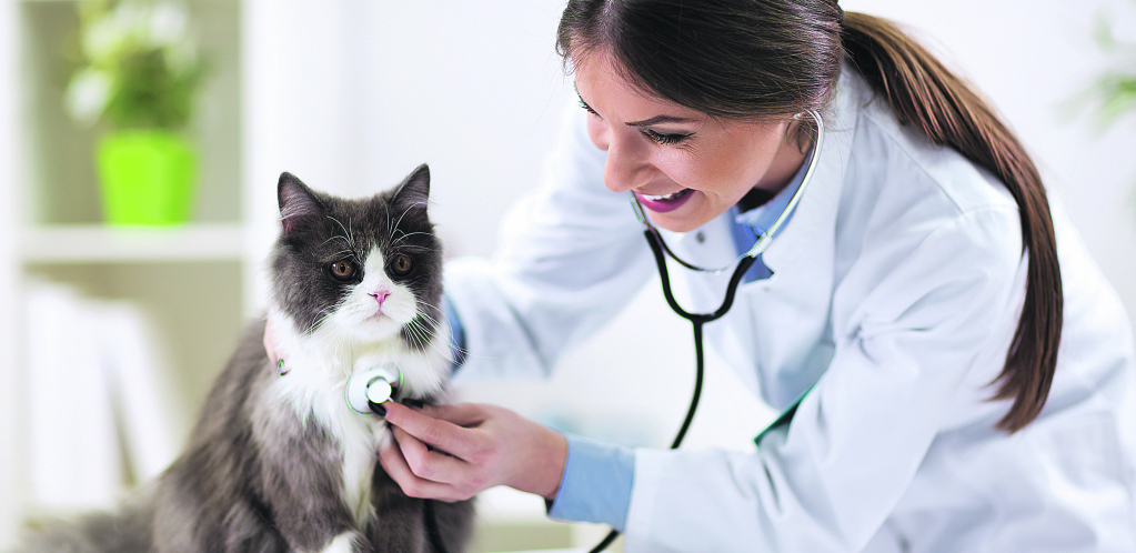 MIJAU, TREBA MI POMOĆ! Saznajte koje su najčešće bolesti mačaka i kako da na vreme prepoznate simptome