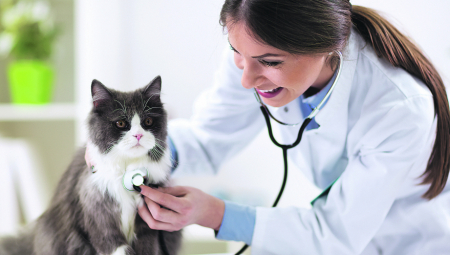 MIJAU, TREBA MI POMOĆ! Saznajte koje su najčešće bolesti mačaka i kako da na vreme prepoznate simptome