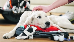 FATALNA UŽINA 10 okruglih predmeta, koje pas može da proguta