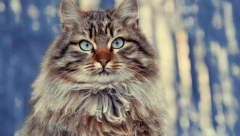 ZBOG ČEGA NE SMETE DA GLEDATE MAČKU U OČI: Staro verovanje kaže da se u njihovom pogledu krije istina