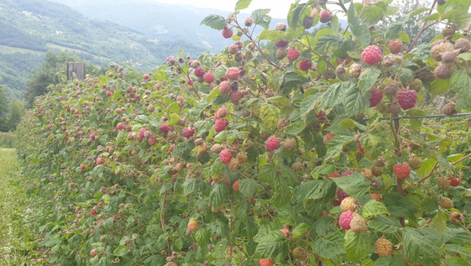 CRVENO ZLATO - SRPSKI BREND Od pokretanja biznisa pre pet godina stigli do 1.000 tona i do Južne Koreje