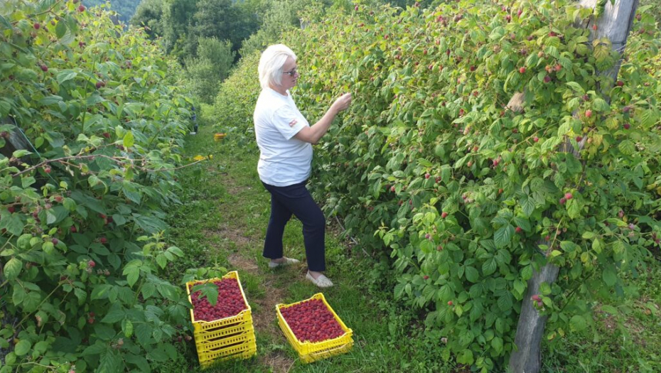 MIRSAD OTKRIO TAJNU KAKO SE GAJE ORGANSKE MALINE Njihova cena još je veća, sigurna je dobra zarada