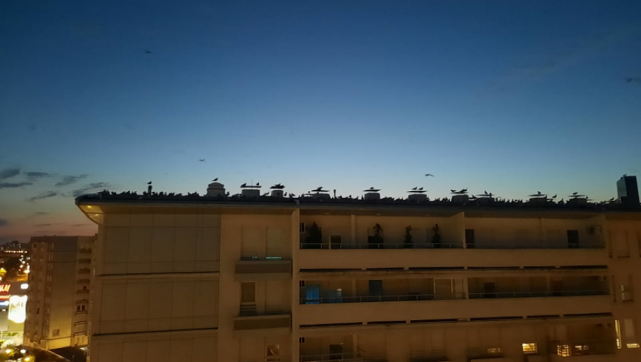 ŠTA SE TO DEŠAVA NA NOVOM BEOGRADU? Građani uznemireni, noću se čuju jezivi zvuci (VIDEO)