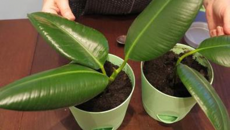 JEDNOSTAVAN TRIK, NE KOŠTA NIŠTA: Uradite samo jednu stvar i fikus će vam brže rasti i raskošno listati