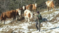 ČEKAJU DUŽE OD 50 GODINA Velika muka meštana Božetića, ne mogu da napoje više od 5.000 krava