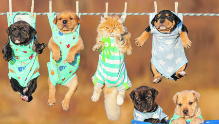 NOVI ČLAN PORODICE Nabavka psa, pogotovo ukoliko se radi o štenetu, veoma je uzbudljiv period