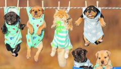 NOVI ČLAN PORODICE Nabavka psa, pogotovo ukoliko se radi o štenetu, veoma je uzbudljiv period