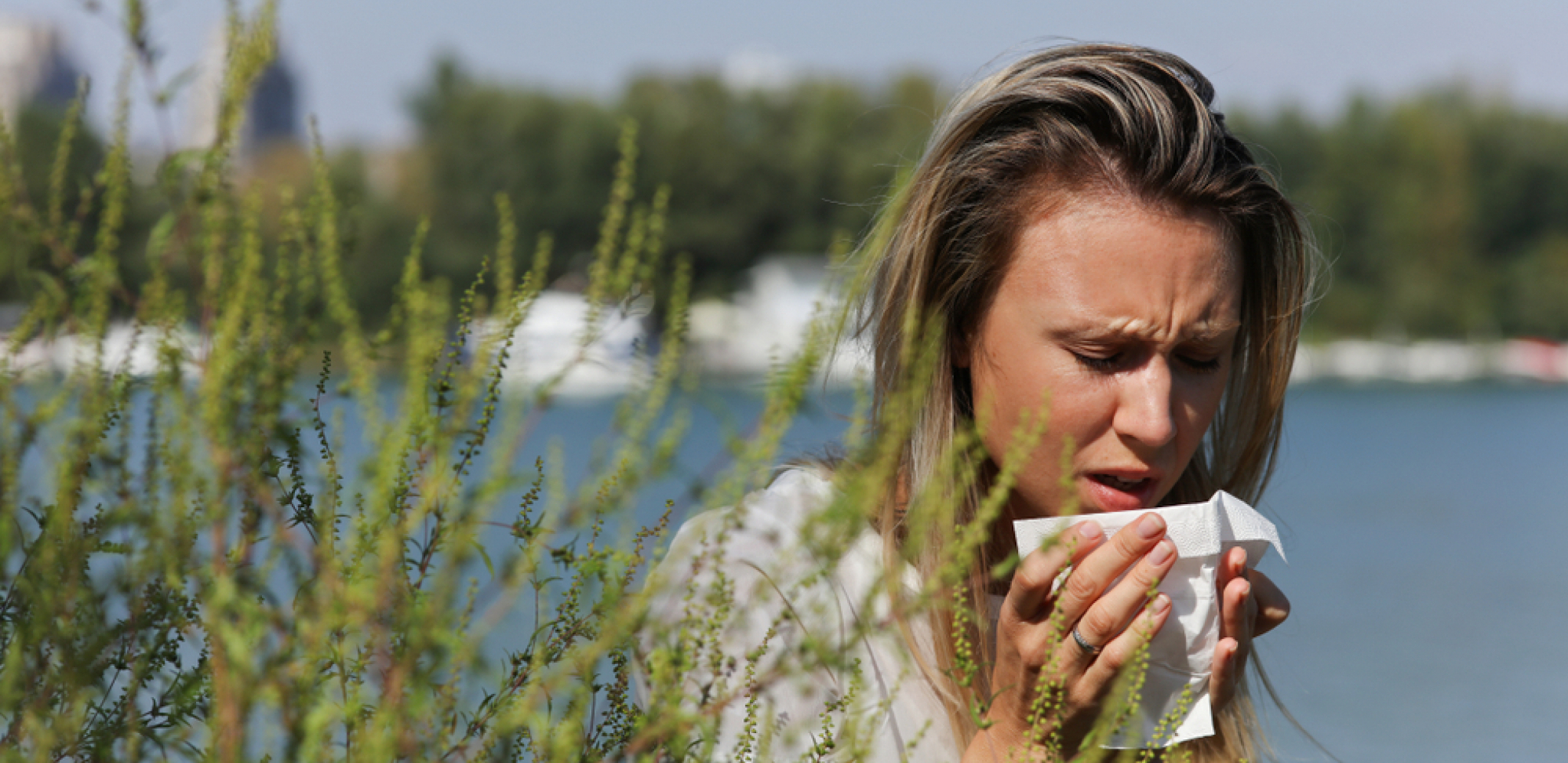 INFUZIJA OD KOPRIVE Pomaže baš kod polenske alergije