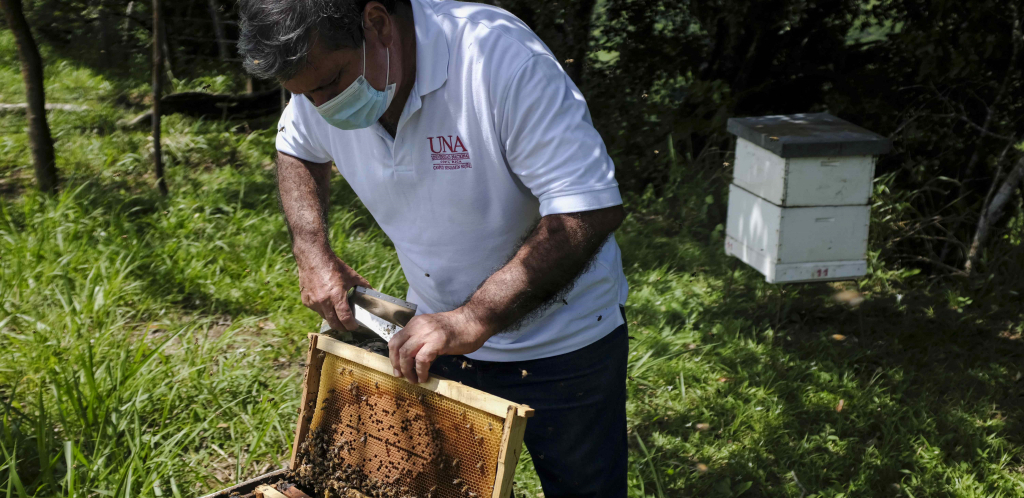 OGROMAN GUBITAK ZA PČELARE U požarima u Grčkoj uništeno više od 9.000 košnica