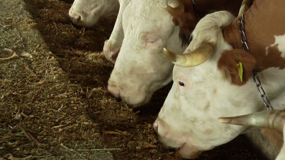 BATALIO POSAO KUVARA I POKRENUO BIZNIS OD UŠTEĐEVINE ZA SAT: Od buduće žene očekuje SAMO JEDNO
