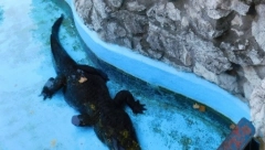 MUJA U DEVETOJ DECENIJI DOZIVA ŽENKU ZA PARENJE Najstariji aligator na svetu je u top formi i prava je zvezda Zoološkog vrta u Beogradu