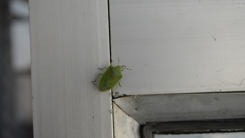 SPREČITE UŽASNE INSEKTE DA PREZIME U VAŠEM DOMU: Proveren način da se rešite smrdibuba, košta manje od 10 dinara
