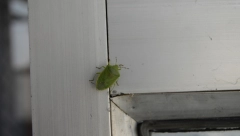 SPREČITE UŽASNE INSEKTE DA PREZIME U VAŠEM DOMU: Proveren način da se rešite smrdibuba, košta manje od 10 dinara