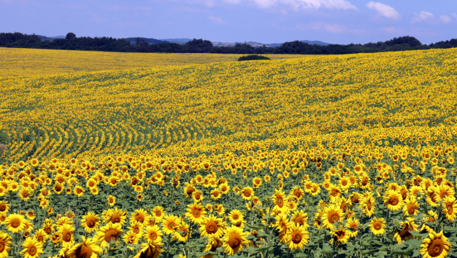 POGLEDAJTE Kolika je finalna otkupna cena za tonu suncokreta u regionu, a koliko traže naši poljoprivrednici