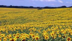 POGLEDAJTE Kolika je finalna otkupna cena za tonu suncokreta u regionu, a koliko traže naši poljoprivrednici