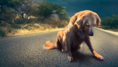 OTMICA KUĆNIH LJUBIMACA POSTAJE KRIVIČNO DELO Više od pola miliona Britanaca potpisalo peticiju