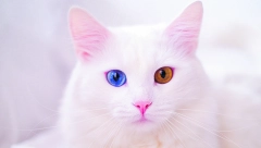 NEOBIČNA ALBINO MACA