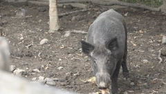 NEOBIČNI KUĆNI LJUBIMAC Divlji vepar Mićko ima više od 200kg i prava je atrakcija u selu