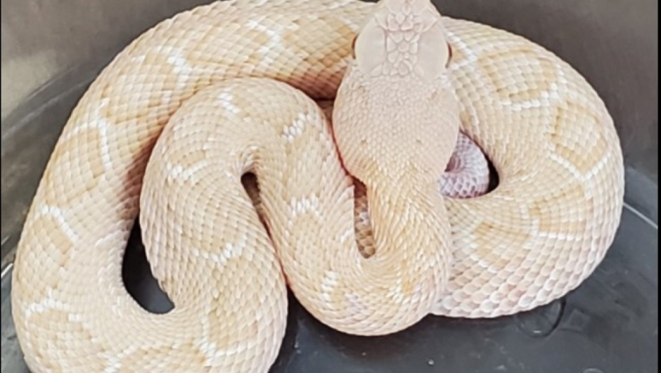 ALBINO ZMIJA OD KOJE ZASTAJE DAH Zmija ima crvene oči i duga je 2 metra
