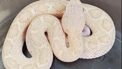 ALBINO ZMIJA OD KOJE ZASTAJE DAH Zmija ima crvene oči i duga je 2 metra