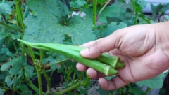 NAMIRNICA KOJA REGENERIŠE TELO Savršena je za salate i supe, a podmlađuje kožu i jača srce