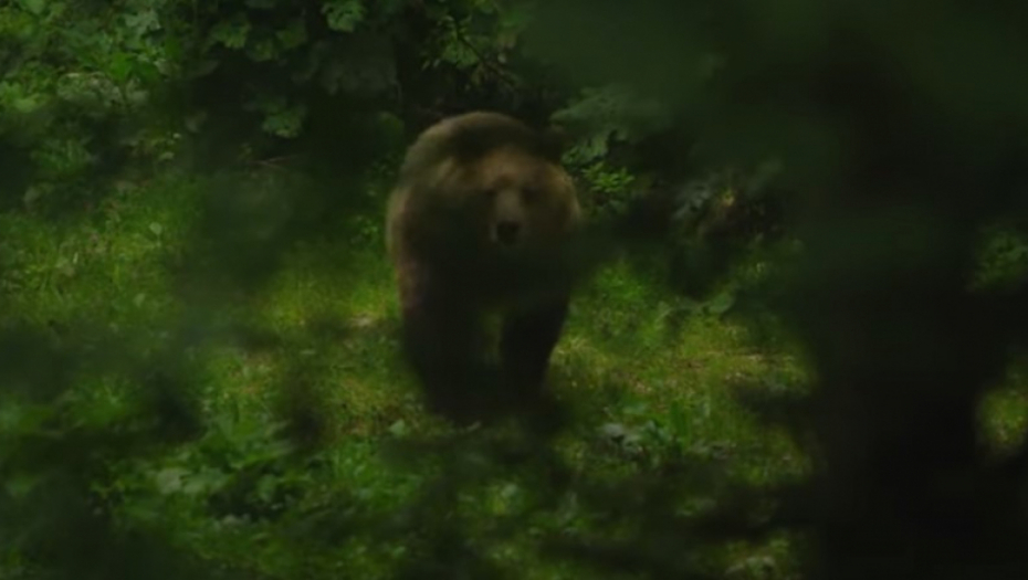 MEDVED PONOVO NAPADA NA GOLIJI Razvalio tor i pojeo ovcu iz stada