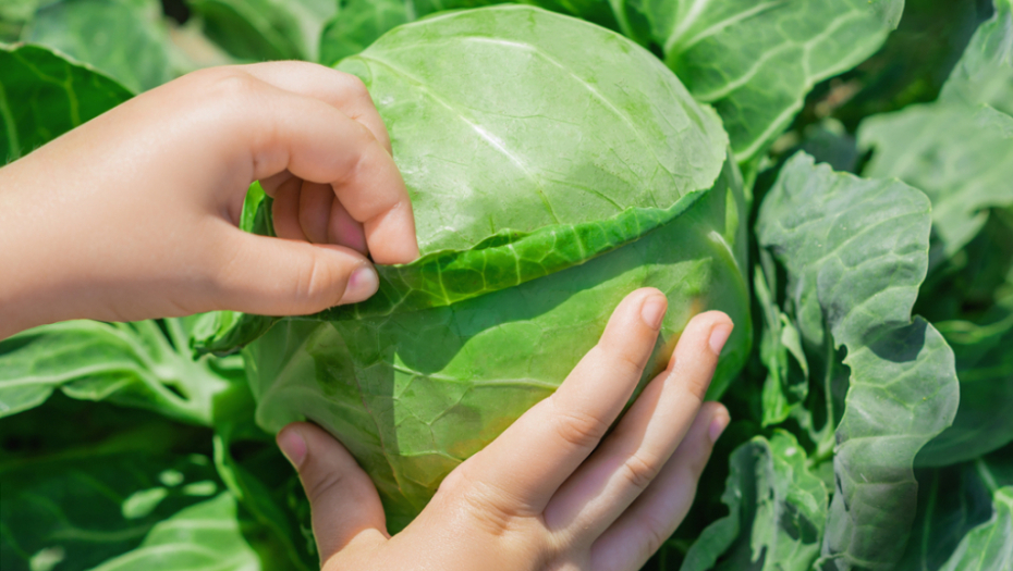 DOMAĆICE SAVETUJU Ovo je najbolje vreme za kiseljenje kupusa
